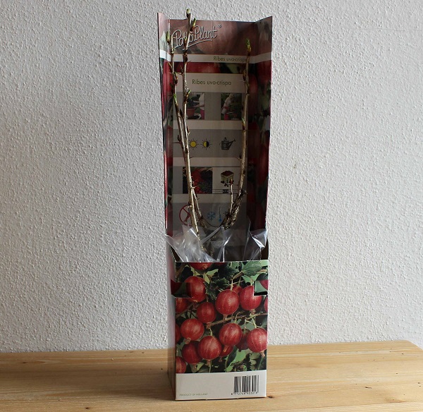 Egreš červený Ribes uva-crispa red 1 kus